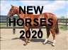 nEW hORSES 2020